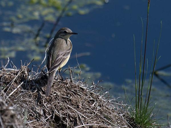 Gele kwikstaart (Motacilla flava)